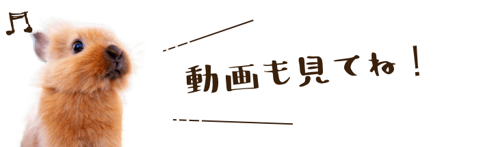 動画も見てね!